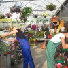 Urban Plant life – Cork Street Garden Centre